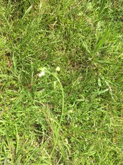 Desmodium macrostachyum