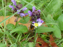 Bombus pascuorum