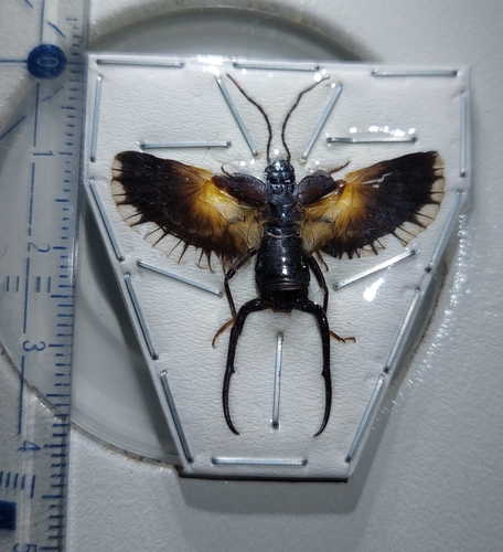 Allodahlia bispina photographed in Laos