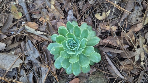 Echeveria simulans