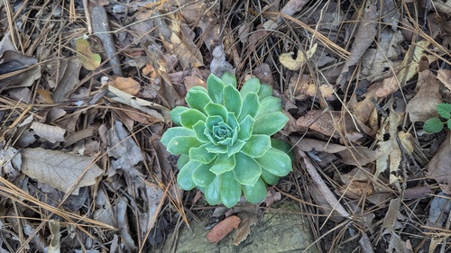 Echeveria simulans