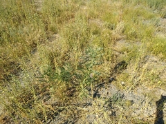 Sophora alopecuroides