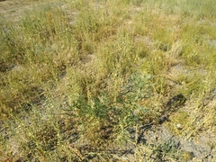 Sophora alopecuroides