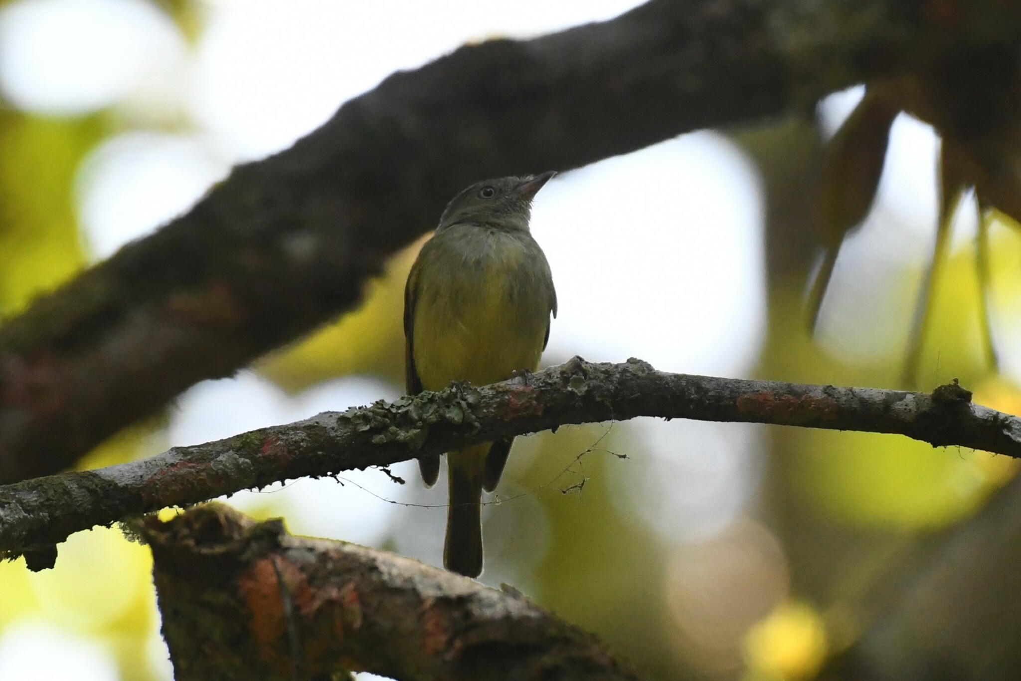 Wied's Tyrant-Manakin (Neopelma aurifrons), photo 1