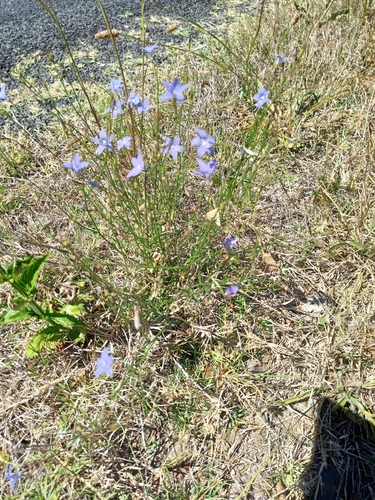Image of Wahlenbergia capillaris by no rights reserved