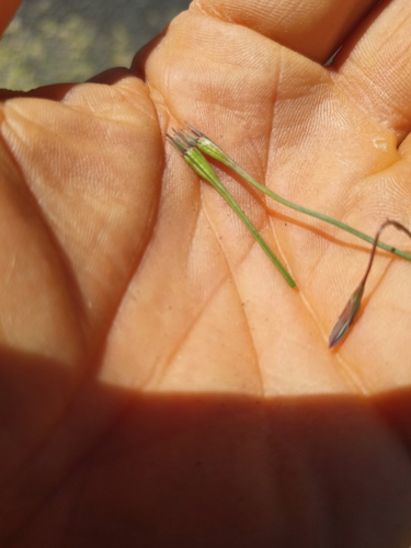 Image of Wahlenbergia capillaris by no rights reserved