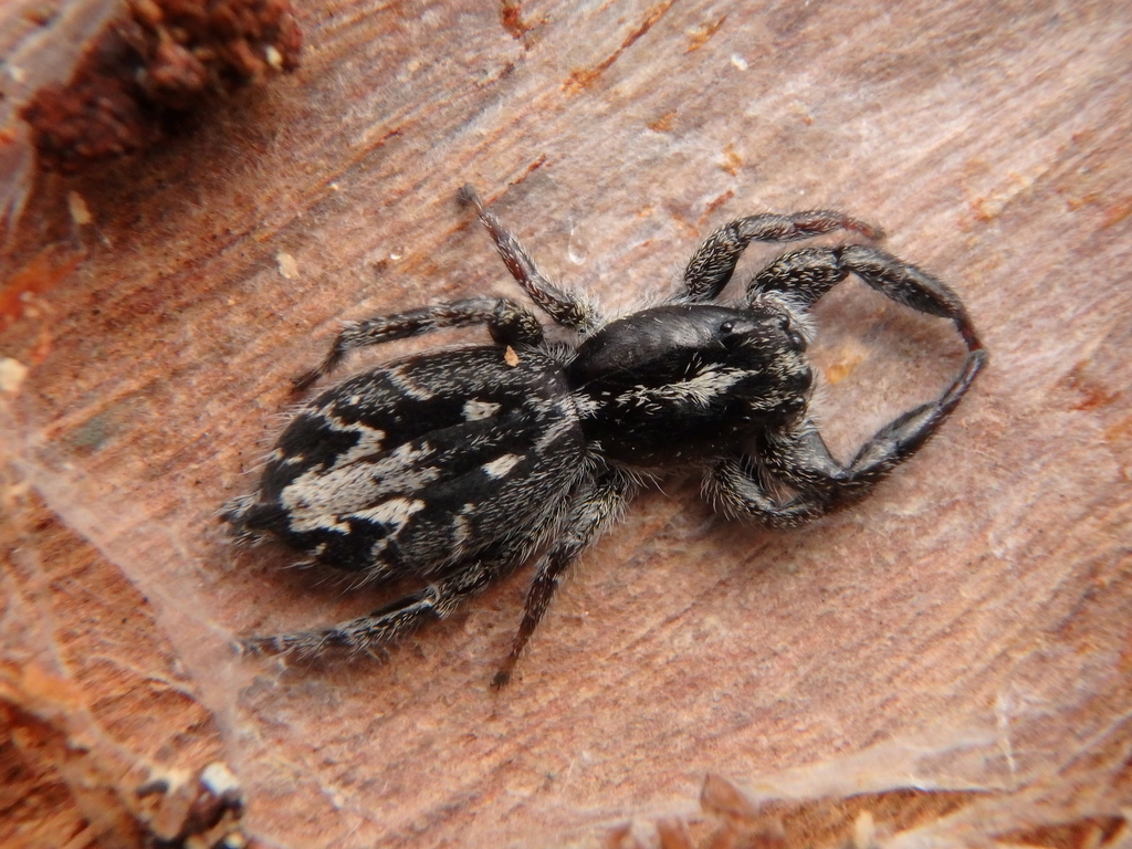 Holoplatys semiplanata