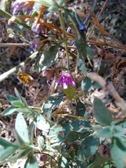 Dyschoriste hirsutissima