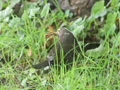 Turdus merula