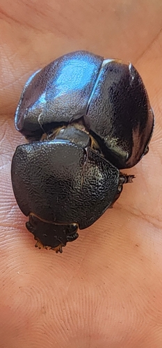 Photo of Australian Rhinoceros Beetle (Xylotrupes australicus)