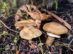 Armillaria limonea