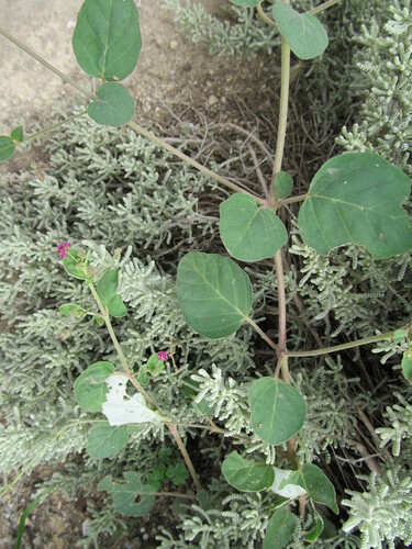 scarlet spiderling (Boerhavia coccinea)