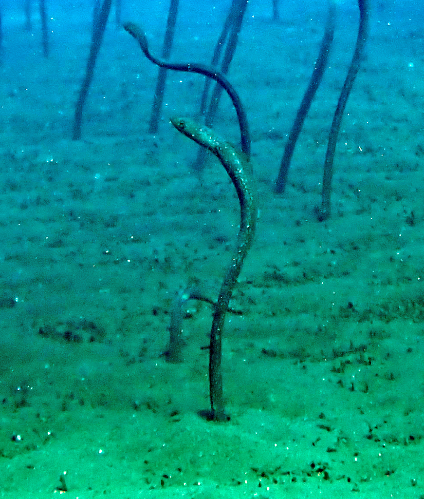 Enigma garden eel (Heteroconger enigmaticus) — Congridae