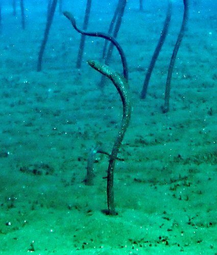 Enigma garden eel (Heteroconger enigmaticus) — Congridae
