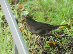 Turdus merula