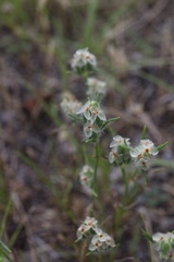 Plantago helleri