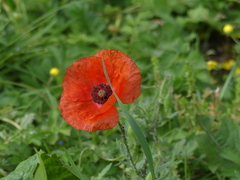Papaver rhoeas