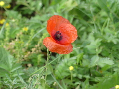 Papaver rhoeas