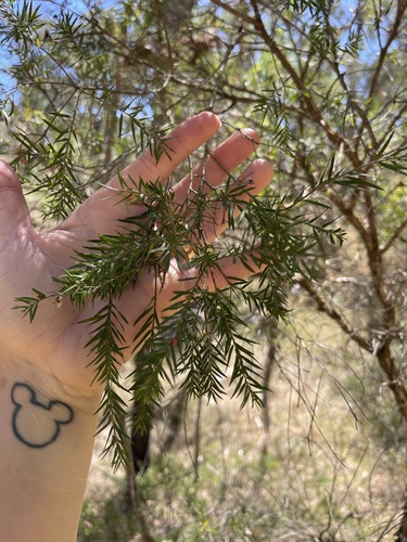 Melaleuca decora, 2024-11-08