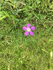 Geranium goldmanii