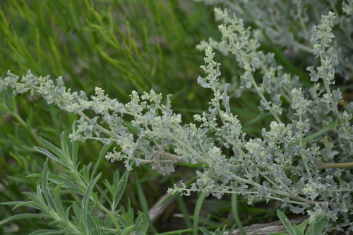 Image of Atriplex undulata by (c) veonatura, some rights reserved (CC BY)