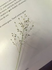 Dichanthelium implicatum