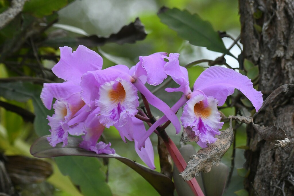 Cattleya warneri; photograph (c) Tristan Jobin, some rights reserved (CC BY)