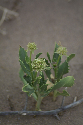 Calycera crassifolia (Calycera crassifolia)