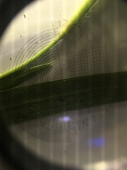 Dichanthelium implicatum