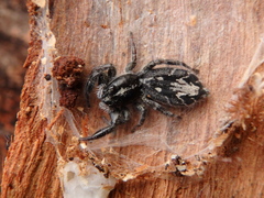 Holoplatys semiplanata