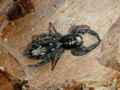 Holoplatys semiplanata