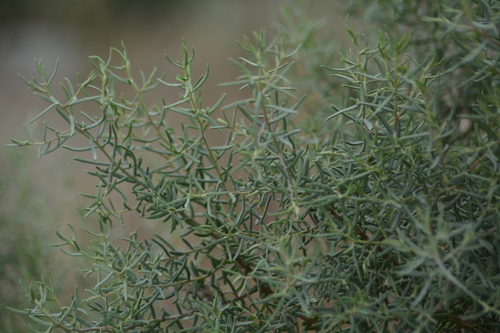 Image of Suaeda divaricata by (c) veonatura, some rights reserved (CC BY)