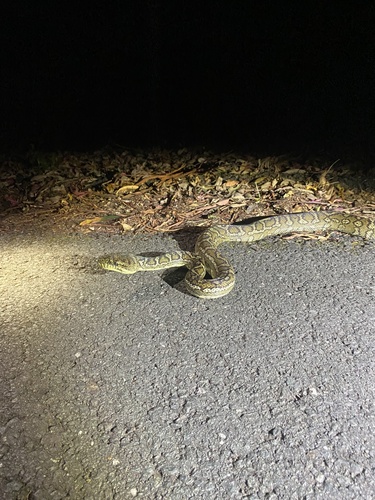 Coastal Carpet Python sighting