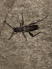 Xylotrechus sagittatus
