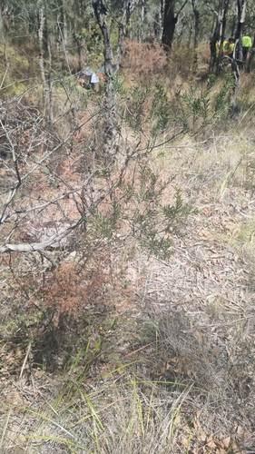 Melaleuca decora, 2024-11-08