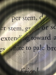 Dichanthelium implicatum