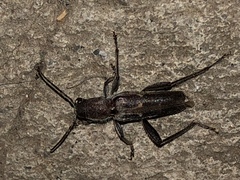 Xylotrechus sagittatus
