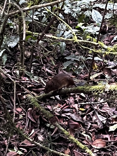 Common Malacomys