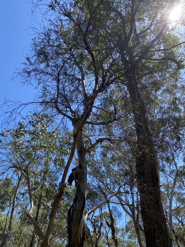 Melaleuca decora, 2024-11-08