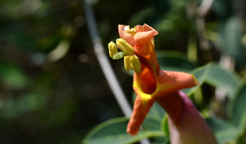 Image of Dolichandra Cynanchoides (Dolichandra cynanchoides) by no rights reserved
