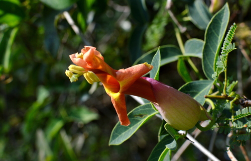Image of Dolichandra Cynanchoides (Dolichandra cynanchoides) by no rights reserved