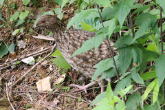 Tragopan caboti