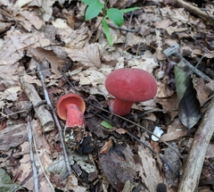 Boletus carminiporus