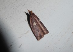 Planotortrix notophaea