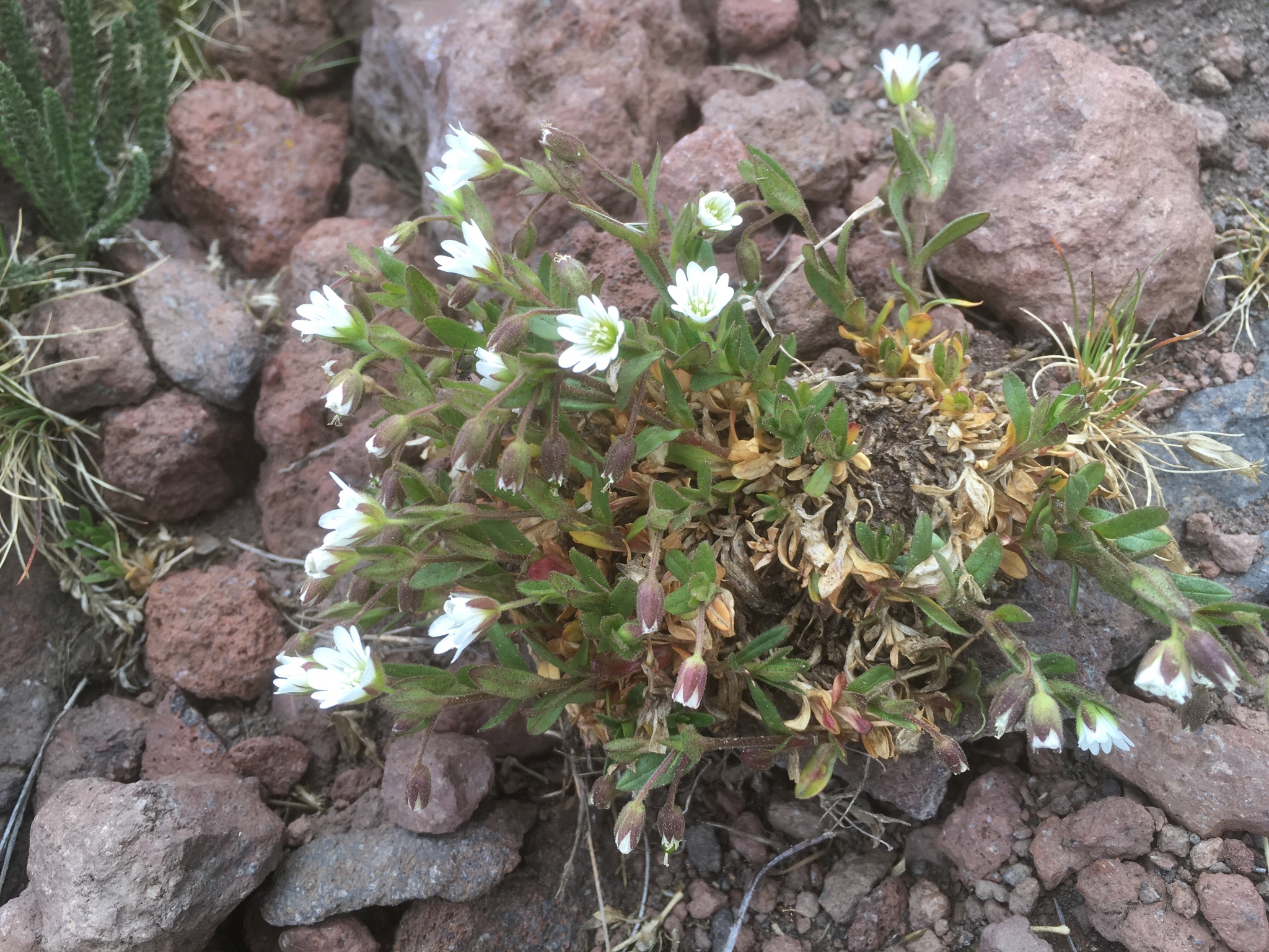 Cerastium beeringianum