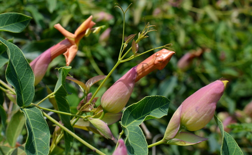 Image of Dolichandra Cynanchoides (Dolichandra cynanchoides) by no rights reserved