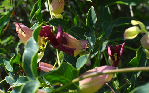 Image of Dolichandra Cynanchoides (Dolichandra cynanchoides) by no rights reserved