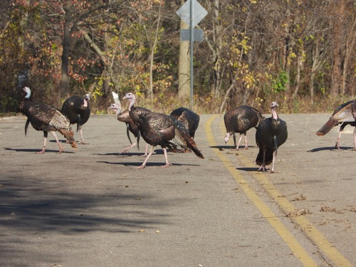 Wild Turkey photographed in Wisconsin
