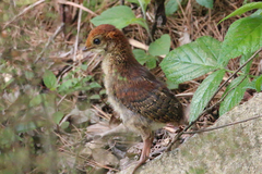 Tragopan caboti