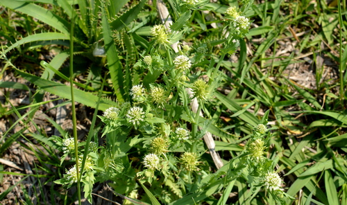 Image of Acicarpha tribuloides by no rights reserved